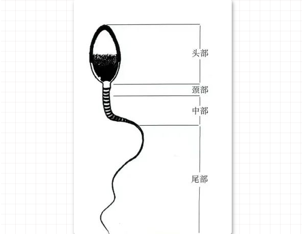 正常精子形态多少为正常 教你怎样看待!