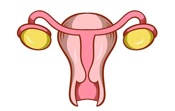 女性的左右卵巢是同时排卵吗?