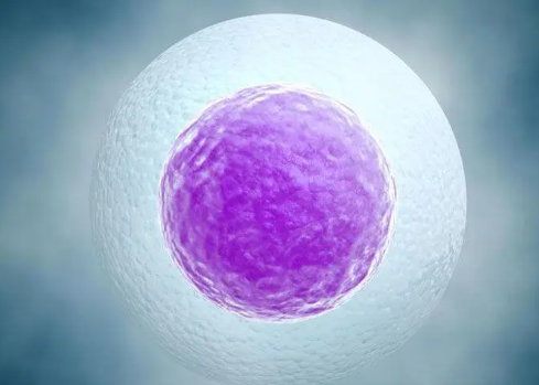 高龄备孕怎么提高卵泡质量